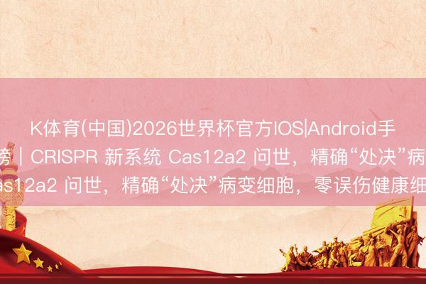 K体育(中国)2026世界杯官方IOS|Android手机app下载 Nature 重磅｜CRISPR 新系统 Cas12a2 问世，精确“处决”病变细胞，零误伤健康细胞